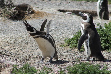 Naklejka premium penguins on the rocks