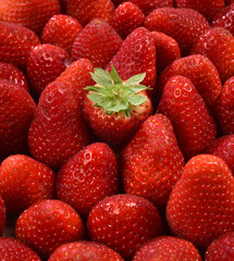 fragole