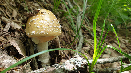 Mushroom in the forest grass soil summer