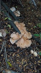 mushrooms in the forest