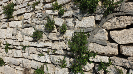 Stone wall and plants on the wall