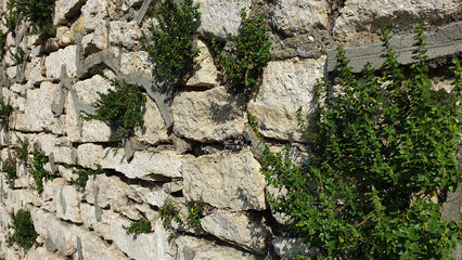Limestone wall stone plants plants on stone