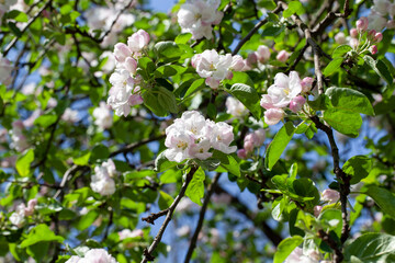 a beautiful apple tree during blooming with white flowers