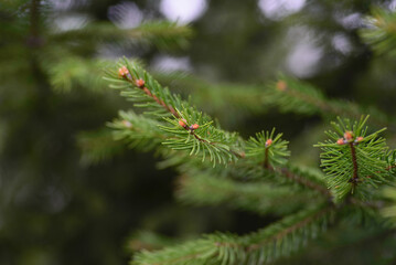 green tree branch