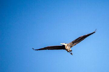 Great Blue Heron (Ardea herodias) flying in a blue sky with copy space