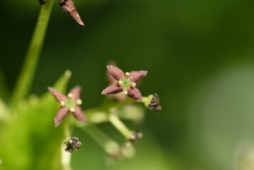 Spring Japanese Aucuba. Flowers, young leaves and berries. Garryaceae or Aucubaceae evergreen shrub.