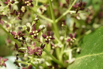 Spring Japanese Aucuba. Flowers, young leaves and berries. Garryaceae or Aucubaceae evergreen shrub.