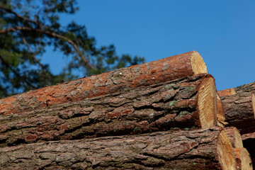 pine wood of coniferous trees during logging