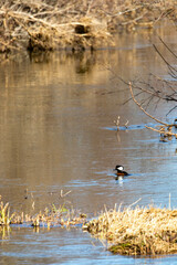 Hooded Merganser (Lophodytescucullatus) in a Wisconsin river in April with copy space