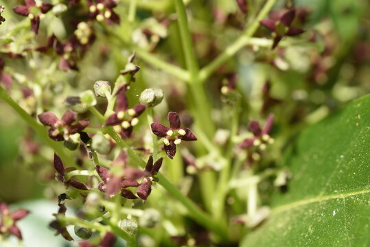 Spring Japanese Aucuba. Flowers, Young Leaves And Berries. Garryaceae Or Aucubaceae Evergreen Shrub.