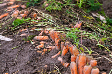 agricultural field where carrots are grown