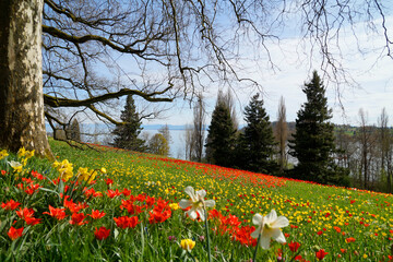 a lush spring meadow full of colourful tulips on Flower Island of Mainua with the Alps and lake Constance or Bodensee or Bodensee in the background (Germany)	