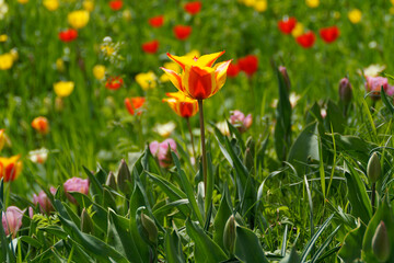 a spring meadow full of colorful tulips on sunny day in April on Flower Island Mainau in Germany	