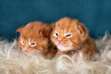 Red new born maine coon kittens on grey background.