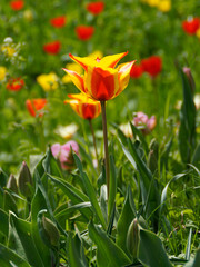 a spring meadow full of colorful tulips on sunny day in April on Flower Island Mainau in Germany	
