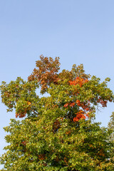 Fototapeta na wymiar trees with orange foliage in the autumn season