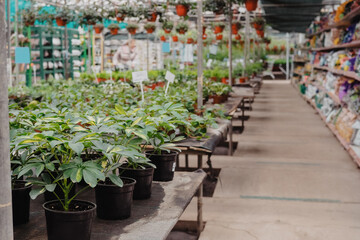 Fototapeta na wymiar Green flower seedings is growing in plastic pots. Green plants growing in a greenhouse
