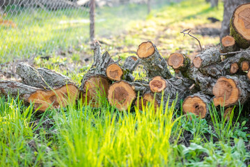 Storing logs outdoors. Firewood stacked outdoors. Pile of wooden logs on green grass. In particular, lumber ready to be burned.