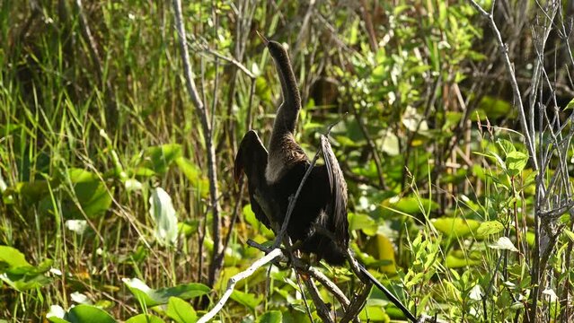 Anhinga in the Everglades National Park