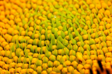 beautiful flowers sunflowers flowering time and insect pollination