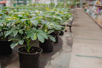 Green flower seedings is growing in plastic pots. Green plants growing in a greenhouse