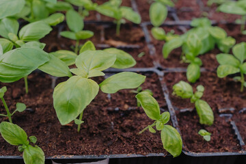 Basil seedings is growing in plastic pots. Green plants growing in a greenhouse
