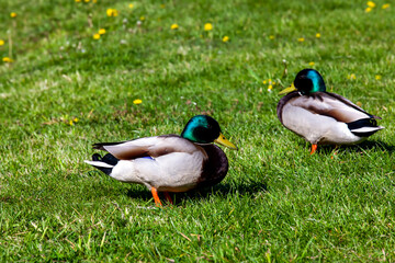 wild ducks resting in the warm season on the green grass