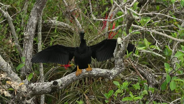 Anhinga perched on a tree branch drying its wings