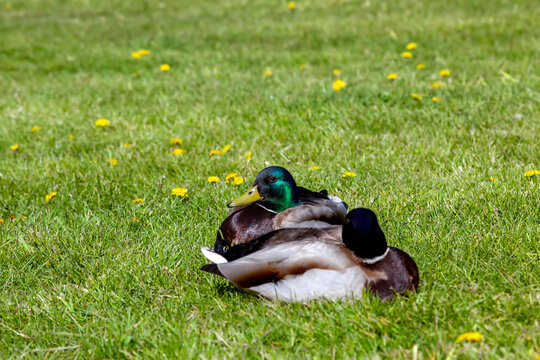 wild ducks resting in the warm season on the green grass