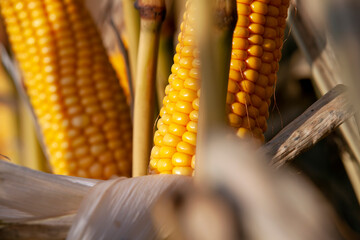 yellow ripe corn fruits in summer
