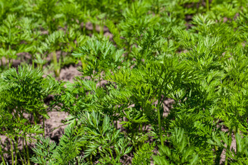 agricultural field where carrots are grown