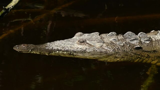 American Crocodile close up