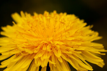 yellow beautiful dandelion flowers with seeds
