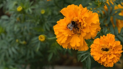 A bumblebee crawls on large orange flowers of marigolds lat. Tagetes. The concept of autumn, nature, farewell to summer. Copy space.