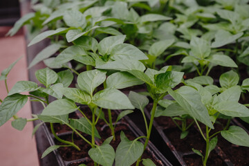 Pepper is growing in plastic pots. Green plants growing in a greenhouse