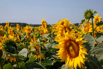 agriculture field with lots of sunflowers during flowering