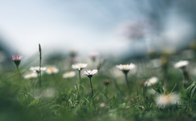 daisies in a meadow selective focus