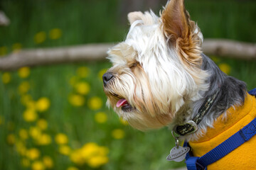 Yorkshire Terrier dog in green blooming meadow in spring. Funny pretty brown lapdog in nature on sunny day. Cute puppy doggy in yellow sweatshirt with open mouth pink tongue in profile. Space for text