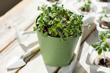 Young tomatoes, parsley, chives, arugula micro greens. Home small garden and agriculture concept. Herbs and vegetables at home in the pots on a wooden table.