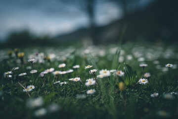 daisies in a meadow selective focus
