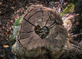 Heart shape carved in a tree trunk