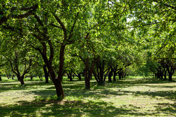 deciduous trees growing in the park in the sunny summer
