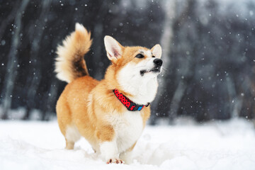 dog in snow