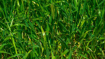 Campo de cebada verde en fase de crecimiento concepto alimentación sana y superalimentas 