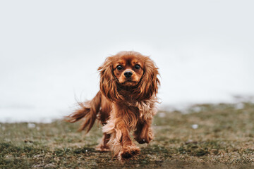 cavalier king charles spaniel