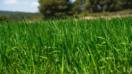 Campo de cebada verde en fase de crecimiento concepto alimentación sana y superalimentos 