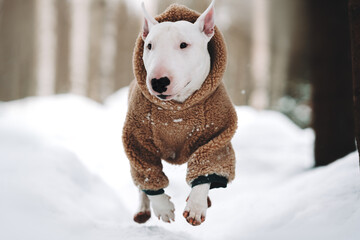 portrait of a dog