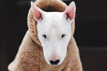portrait of a dog