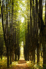 Lush green and old forests in Kharkiv National Park with high biodiversity, Ukraine.