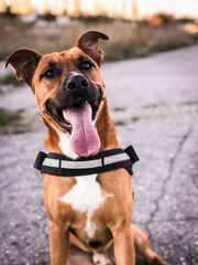 Perro Sonriendo